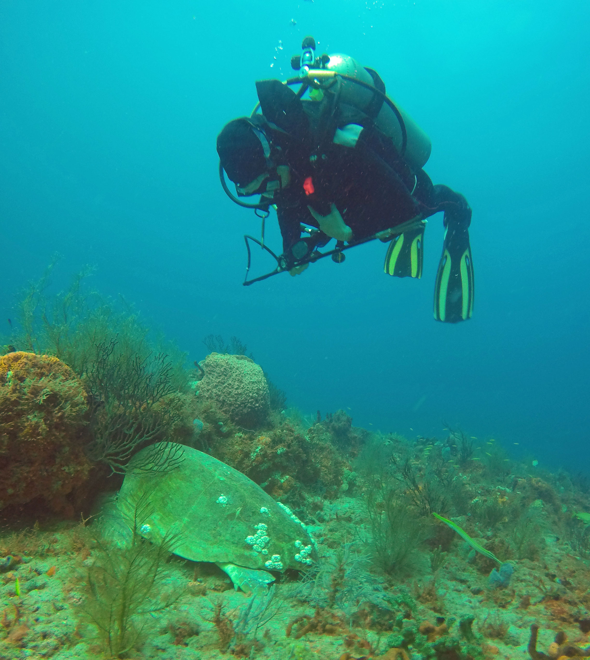 Captain's Dive Blog Archives Walker’s Dive Charters