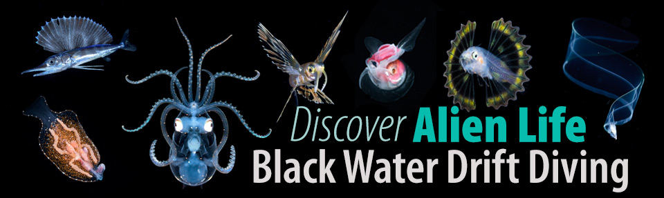 black water drift dive