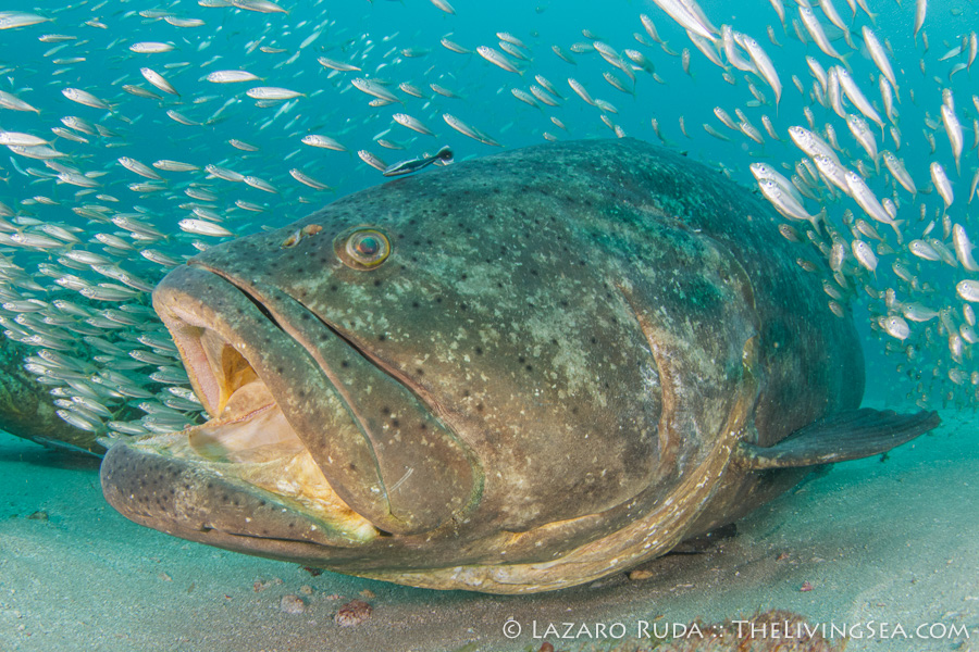 Insane 360 Underwater plus Grouper, Hogfish and Snapper! 