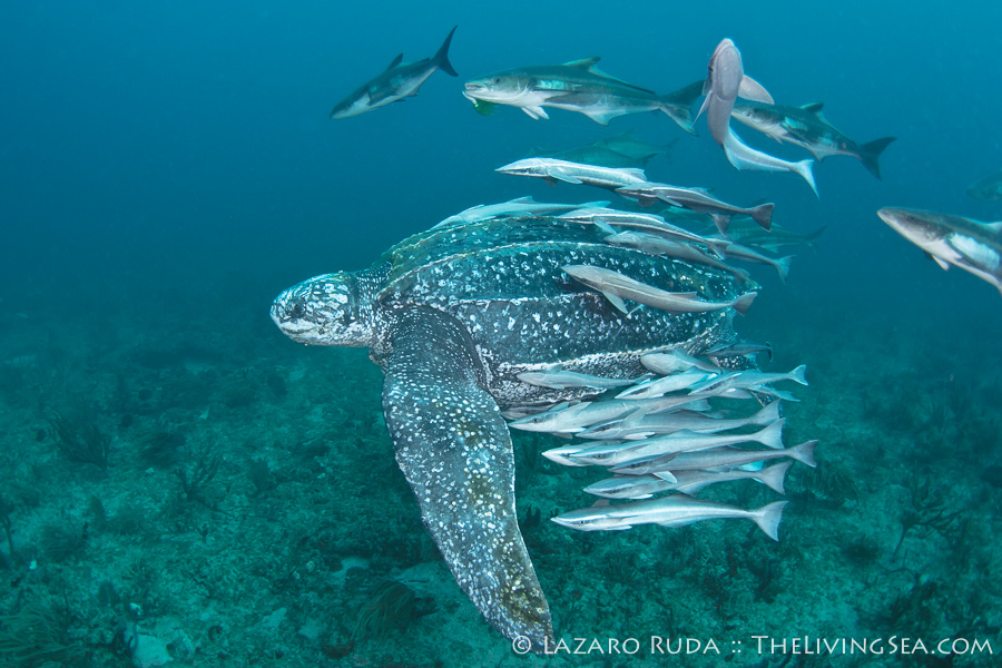 Palm Beach Marine Life - Walker's Dive Charters