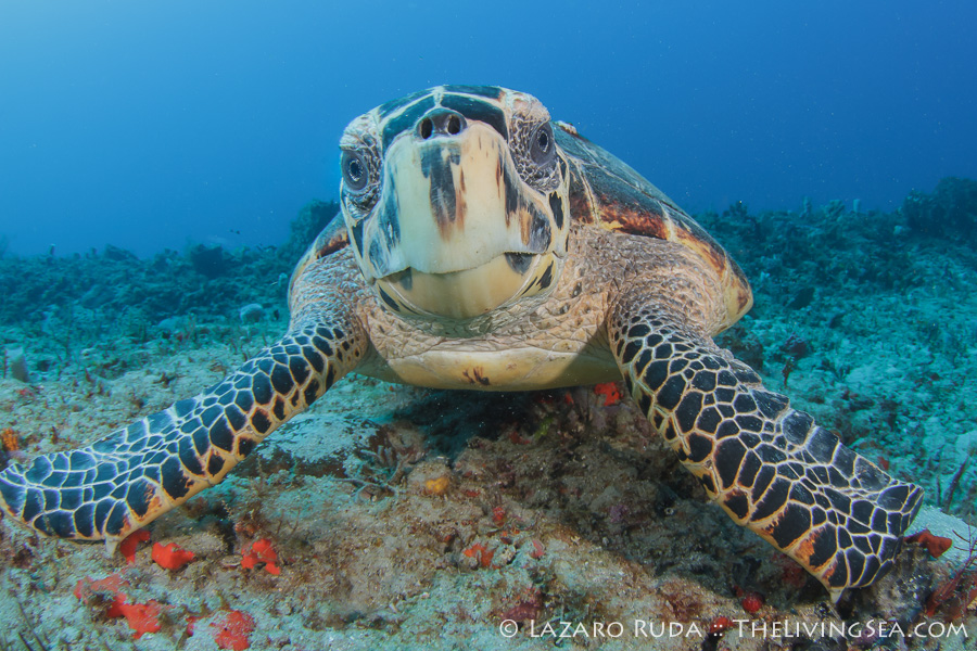 Scuba Diving Palm Beach - Walker’s Dive Charters