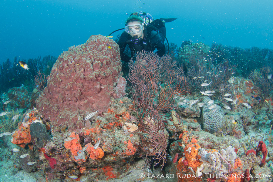 Palm Beach Marine Life - Walker’s Dive Charters