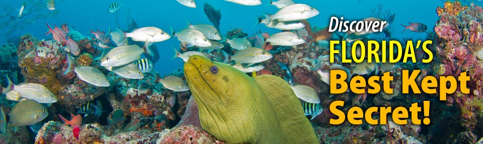 Best Scuba Diving in Florida