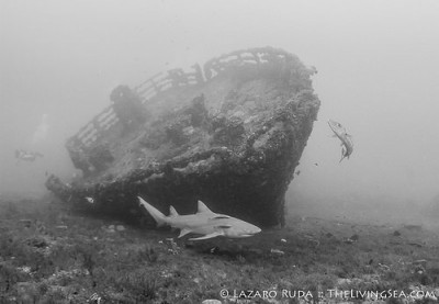 Lemon Shark