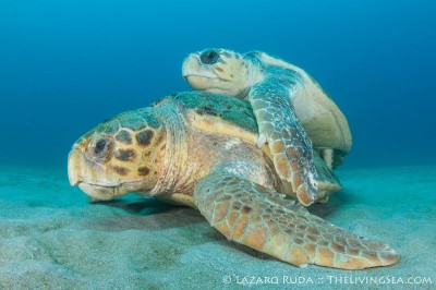 Mating Loggerhead turtles