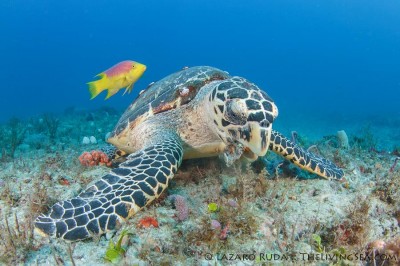 Hawksbill turtle