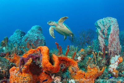 Hawksbill turtle on our beautiful reef