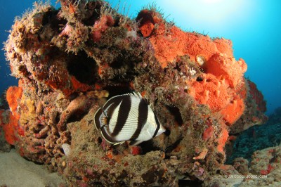 Banded Butterfly Fish