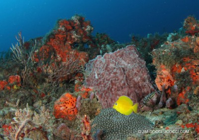 Juvenile Blue Tang and Harlequin Bass