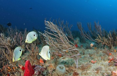 Spotfin Butterfly Fishes