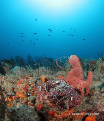 Stonefish