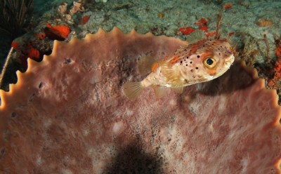 Burrfish and Sponge