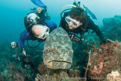 We love our Goliath Groupers