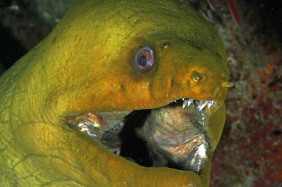 Green Moray 