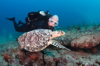 Hawksbill turtle