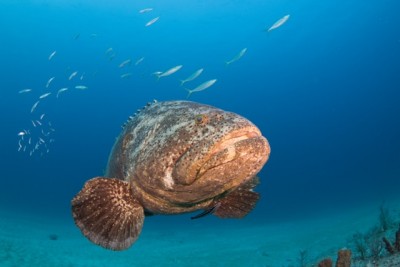 Goliath Grouper