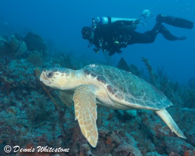 Loggerhead and Dive guide Alex