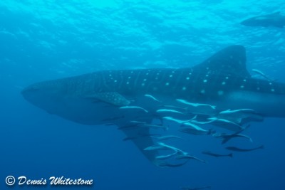 Whale Shark on Breakers Reef