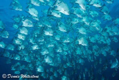 School of Spadefish