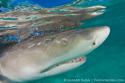 Lemon Sharks in Palm Beach, Florida