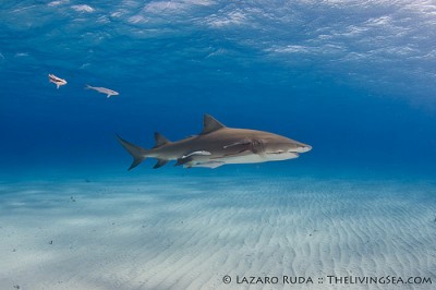 Lemon Shark profile