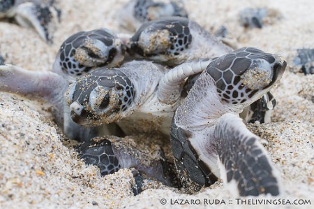 Turtle Season in the Palm Beaches