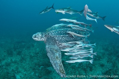 Leatherback Turtle