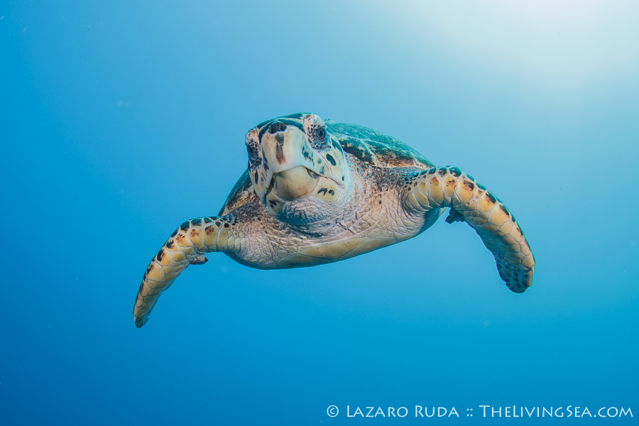 Best Sea Turtle Encounters