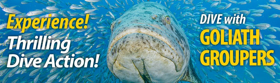 Best Goliath Grouper Diving