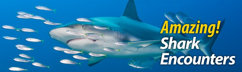 Scuba DIving with Sharks in Florida