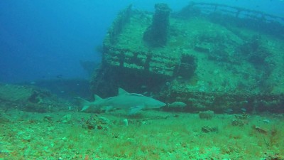 Lemon Shark