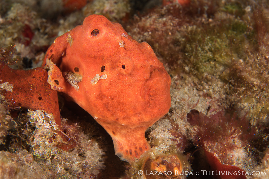 Longlure frog fish during a night dive