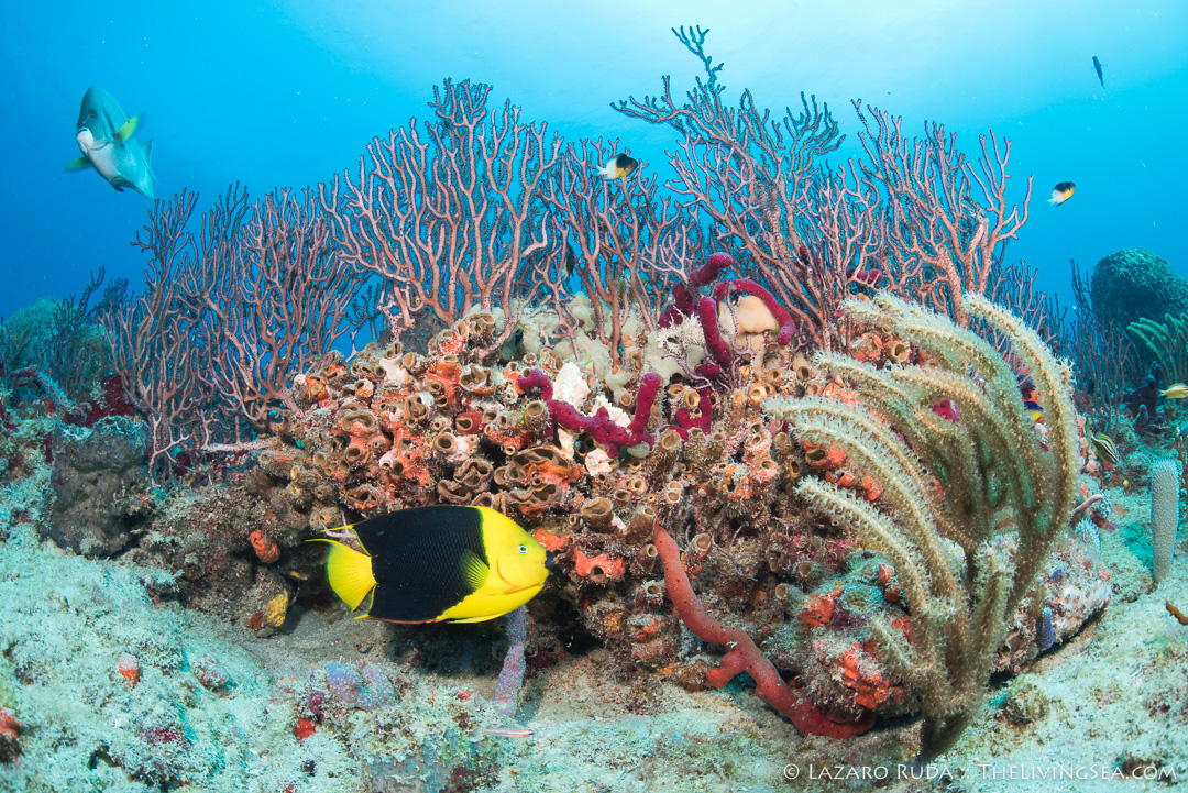 Excuses to go scuba diving - yellow fever