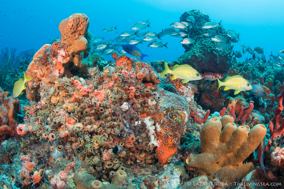 Coral reef in Palm Beach